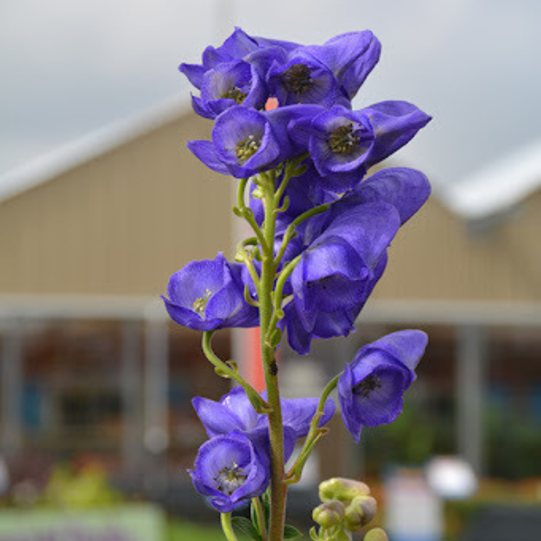 Aconitum fischeri