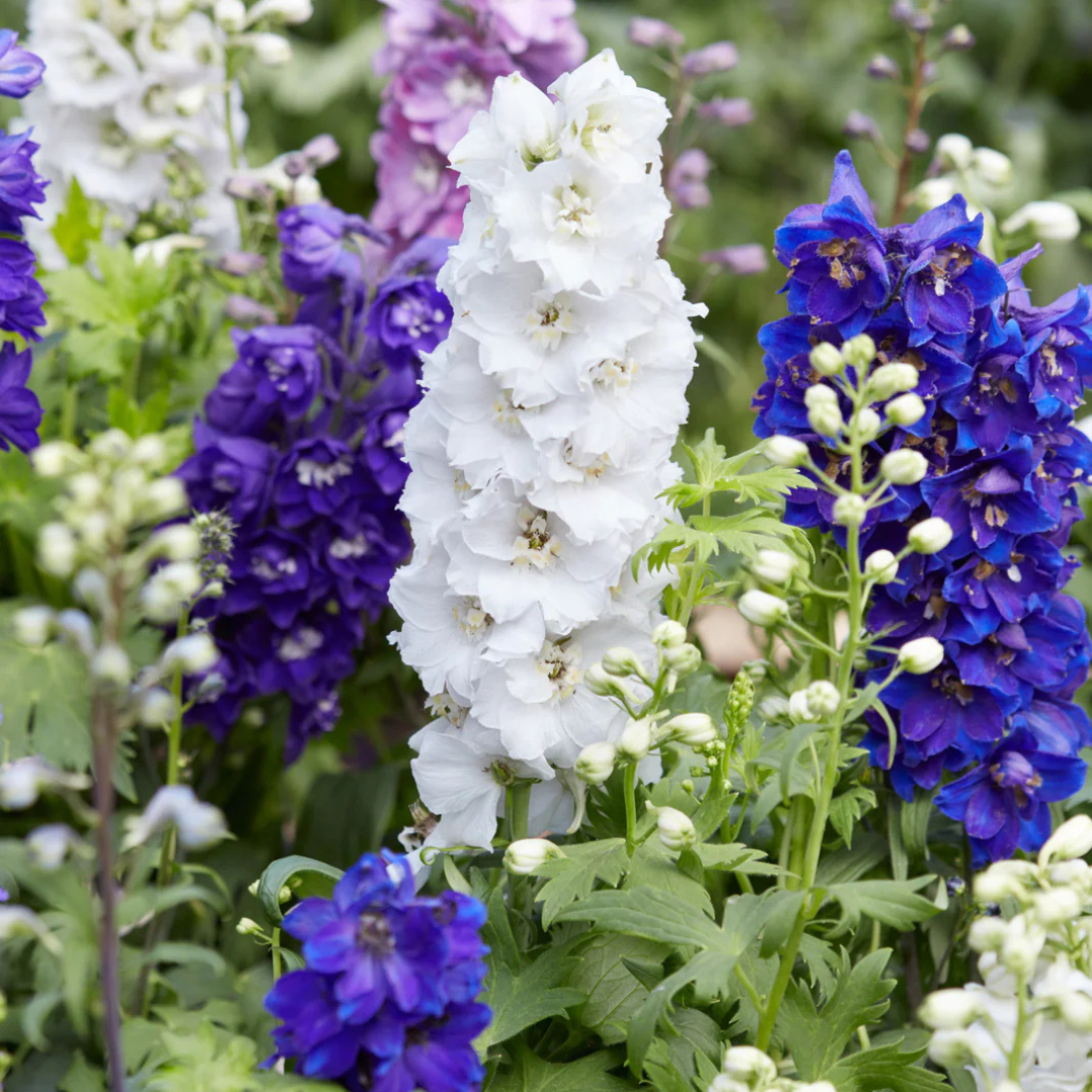 Delphinium 'Mini Stars'