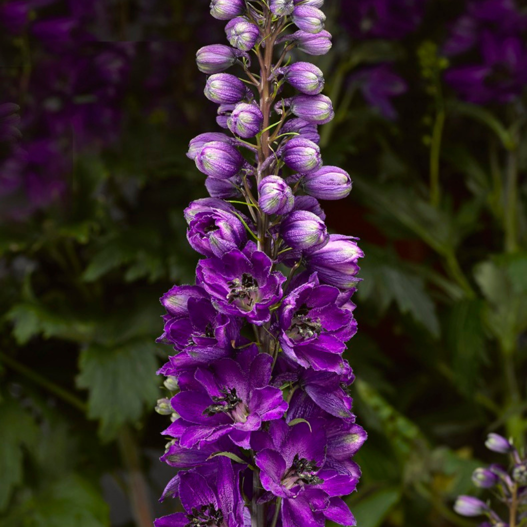 Delphinium elatum 'Dark Blue/Dark Bee'