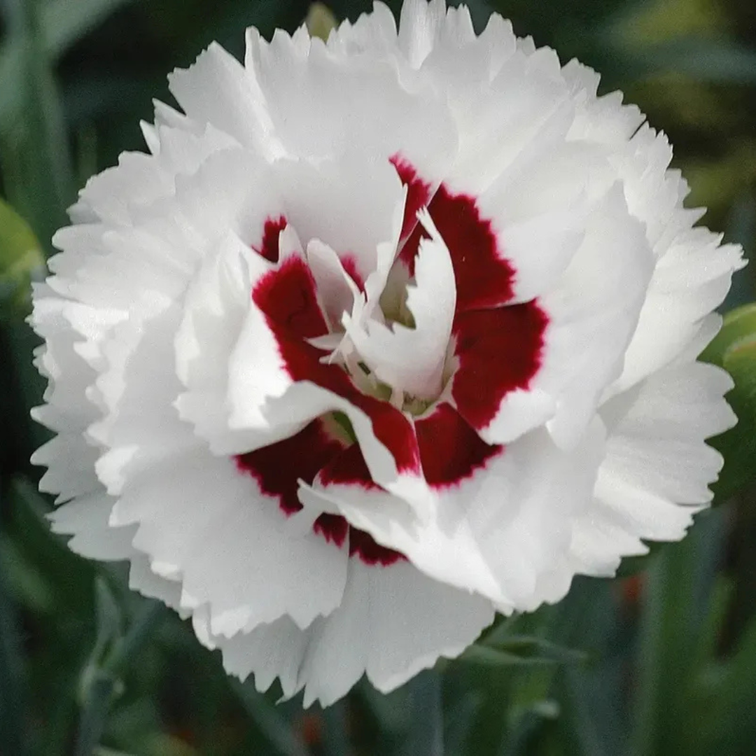 Dianthus 'Coconut Surprise'