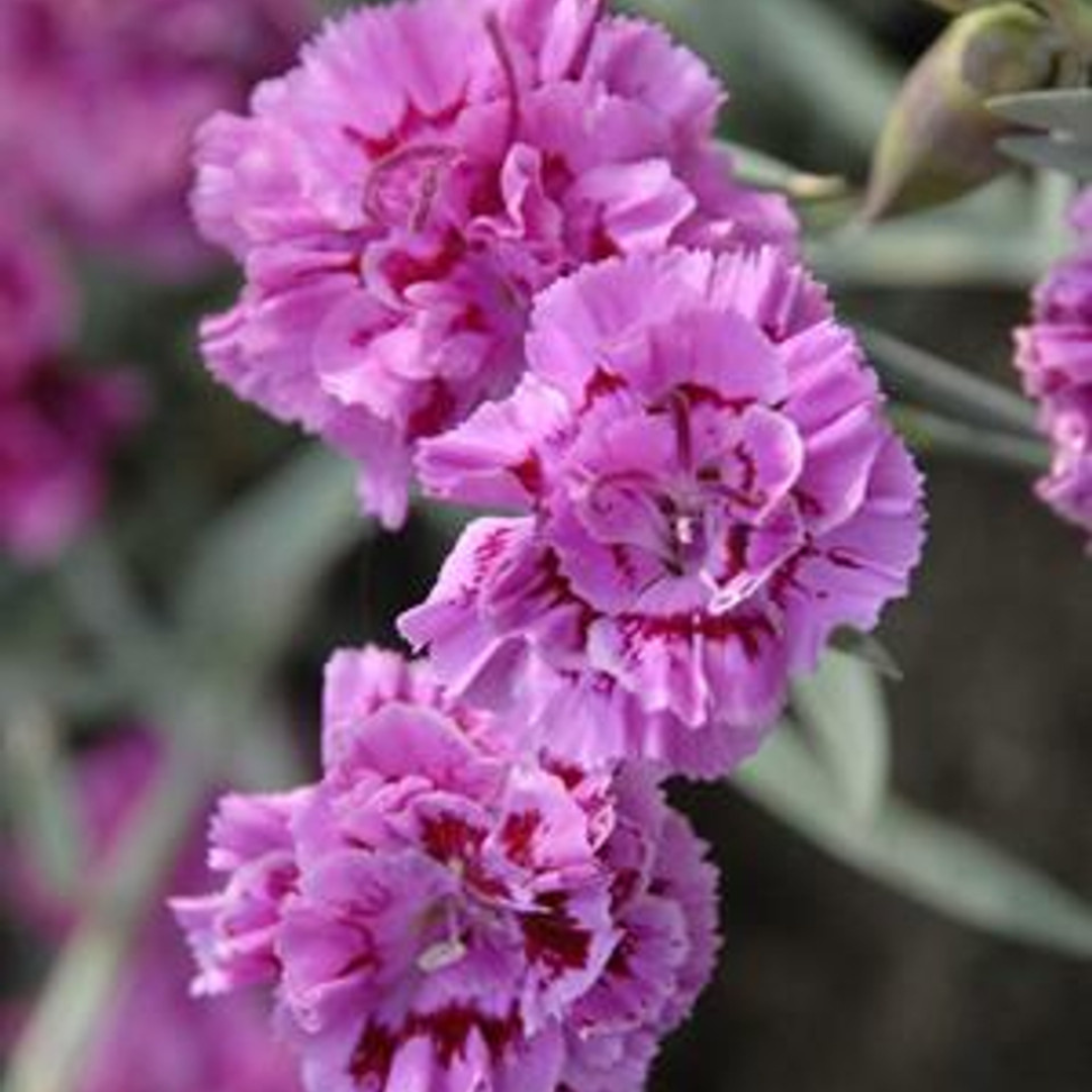 Dianthus 'Dragon Fruit'
