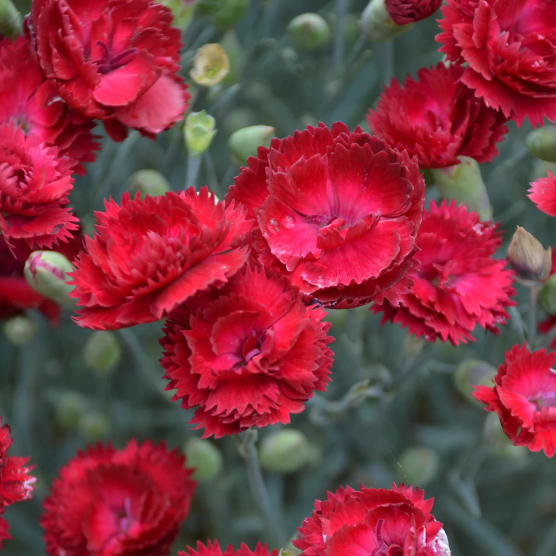 Dianthus 'Electric Red'
