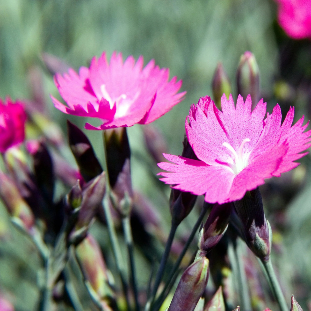 Dianthus 'Firewitch'