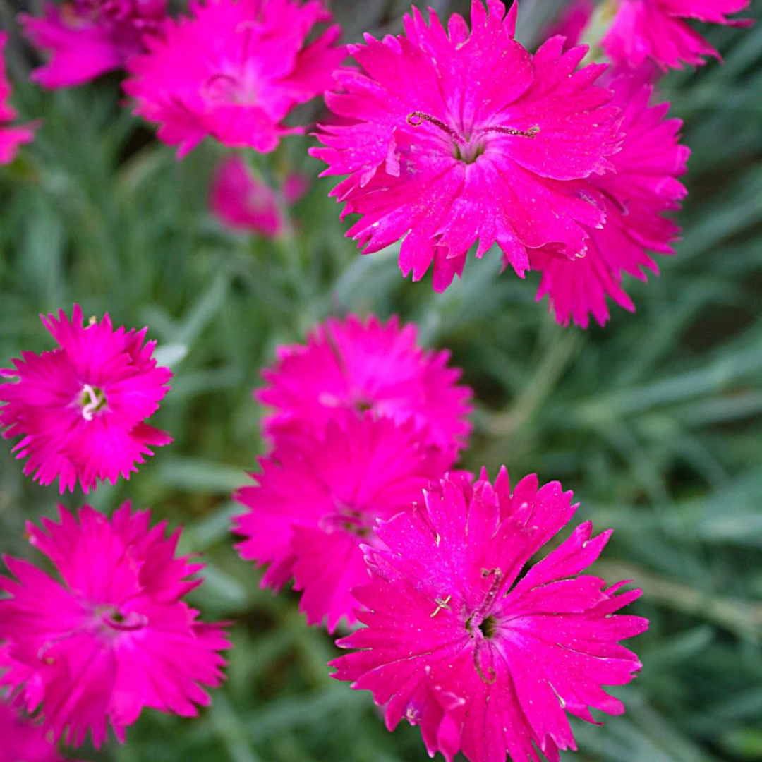 Dianthus 'Neon Star'