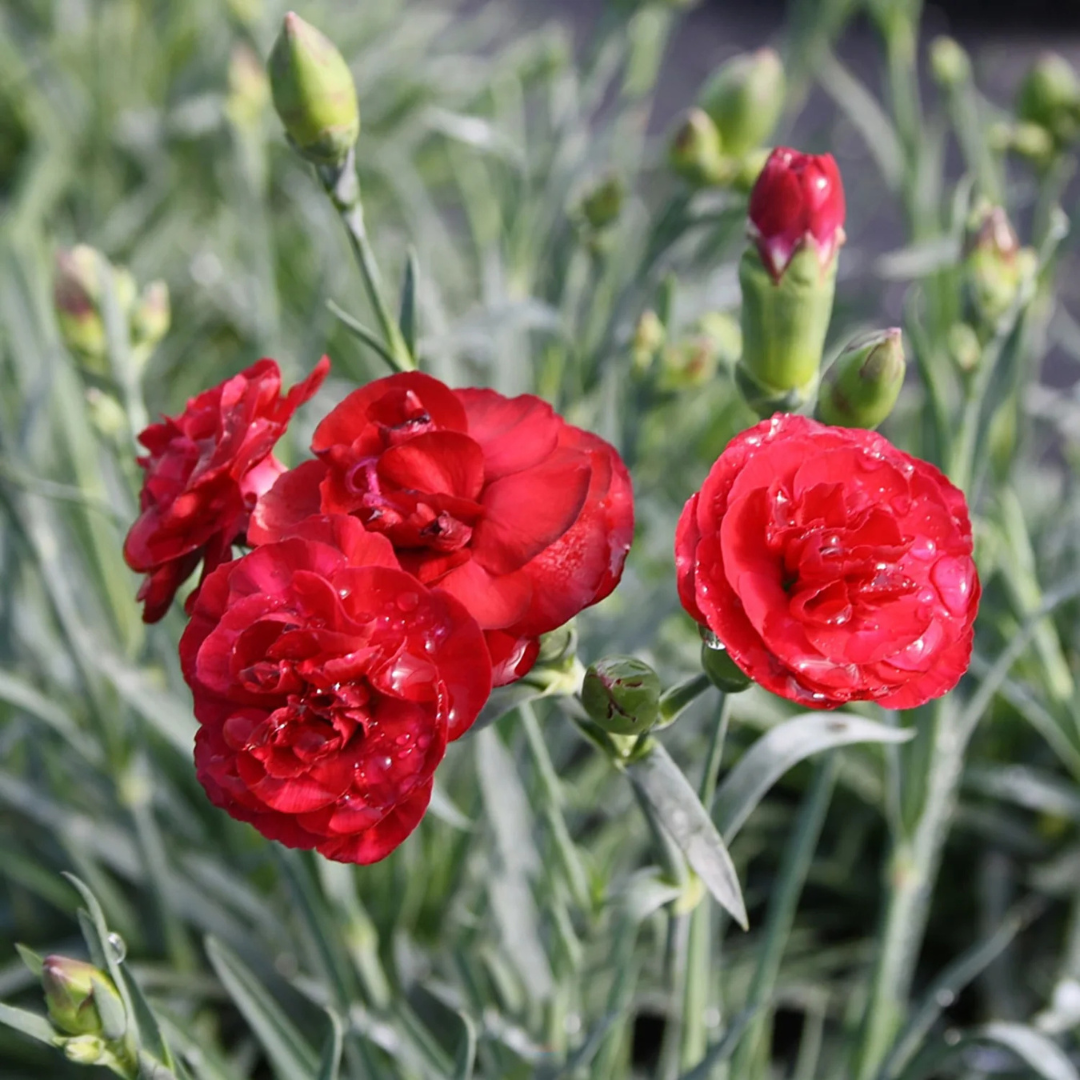 Dianthus 'Passion'