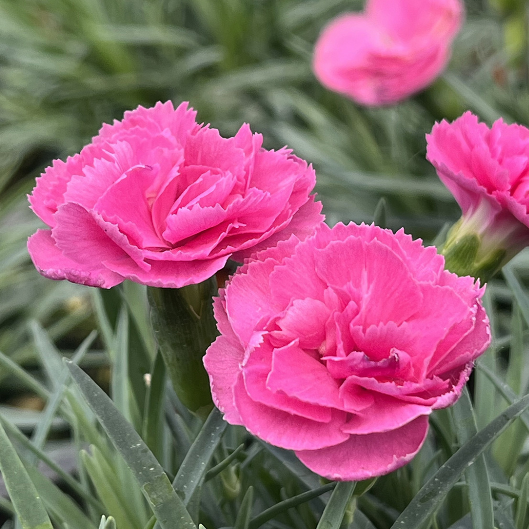 Dianthus 'Pretty Poppers Double Bubble'
