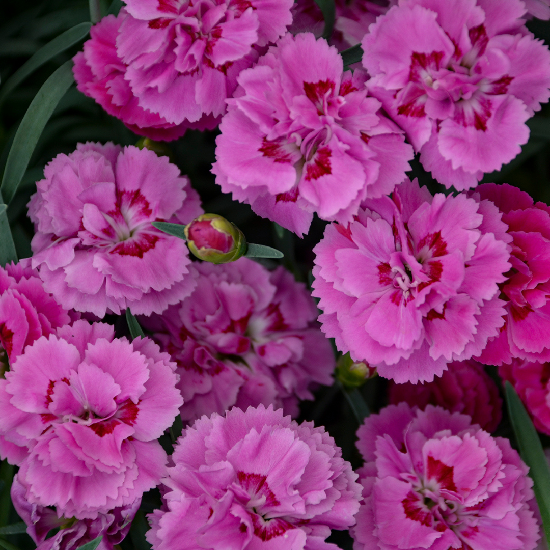 Dianthus 'Pretty Poppers Goody Gumdrops'