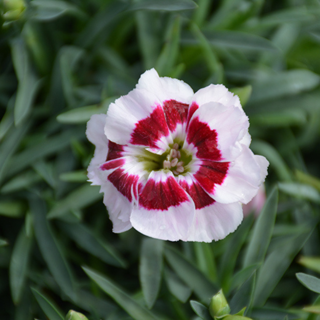 Dianthus 'Pretty Poppers Kiss and Tell'