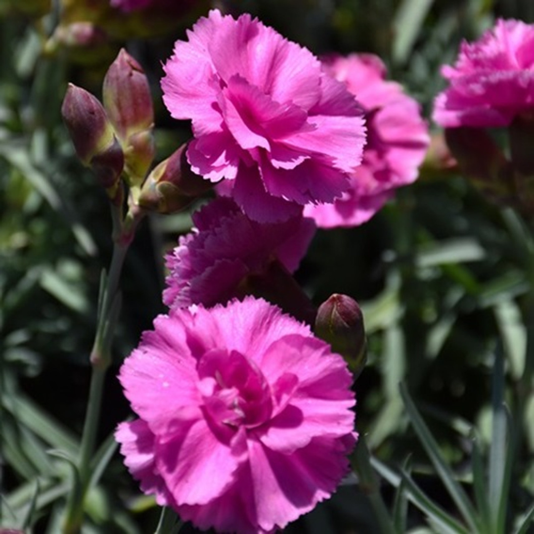 Dianthus 'Tickled Pink'
