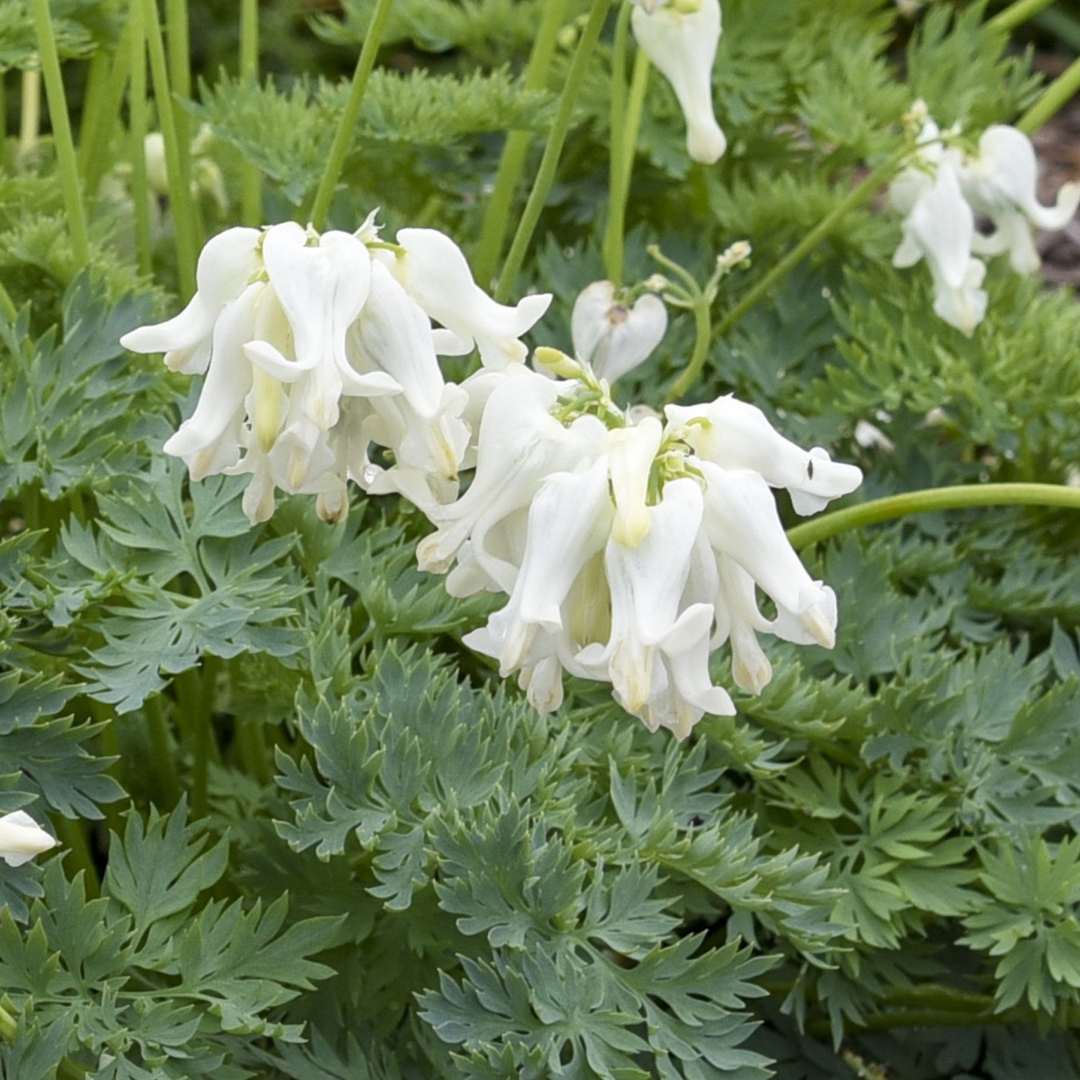 Dicentra 'White Diamonds'