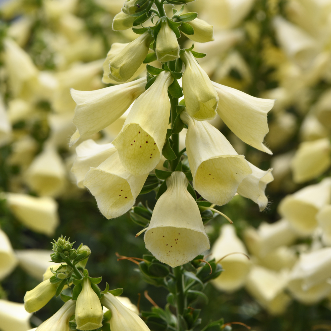Digitalis 'Arctic Fox Lemon Cream'