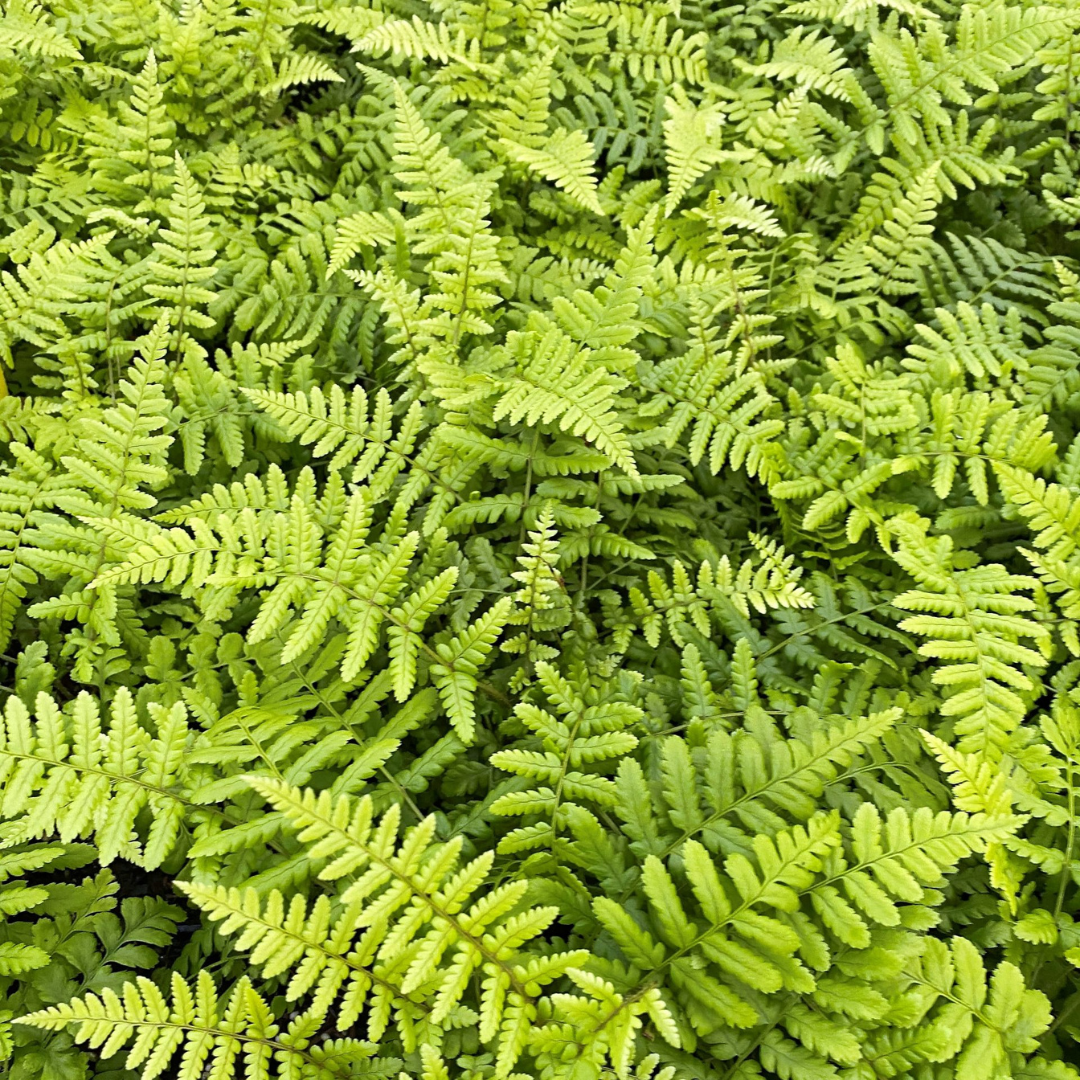 Dryopteris affinis 'Golden Scaled Male Fern'