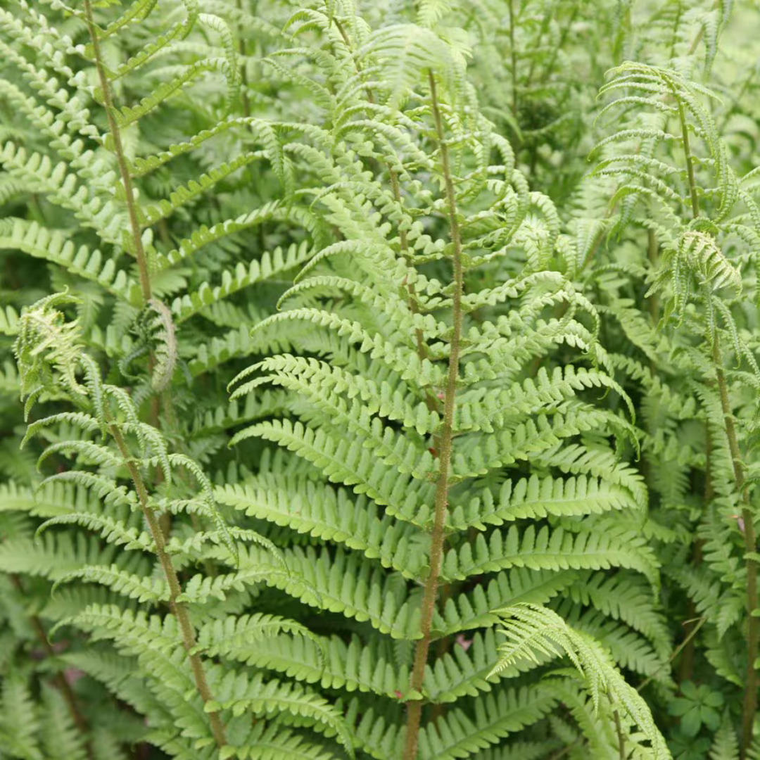 Dryopteris filix-mas 'Male Fern'