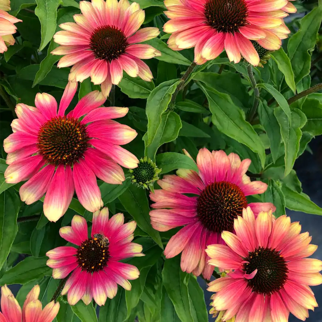 Echinacea 'Kismet Pink Lemonade'