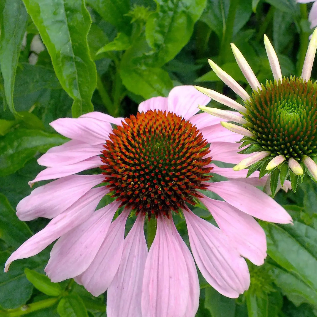 Echinacea angustifolia