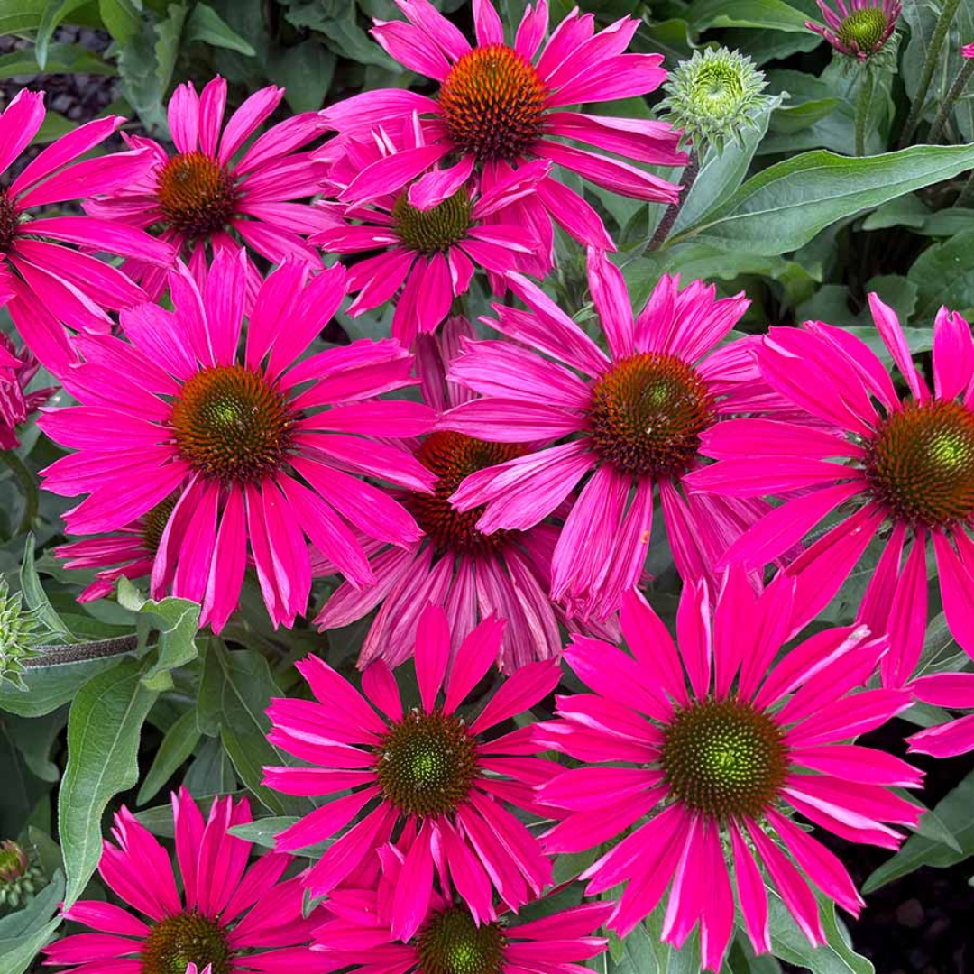 Echinacea 'Kismet Raspberry'