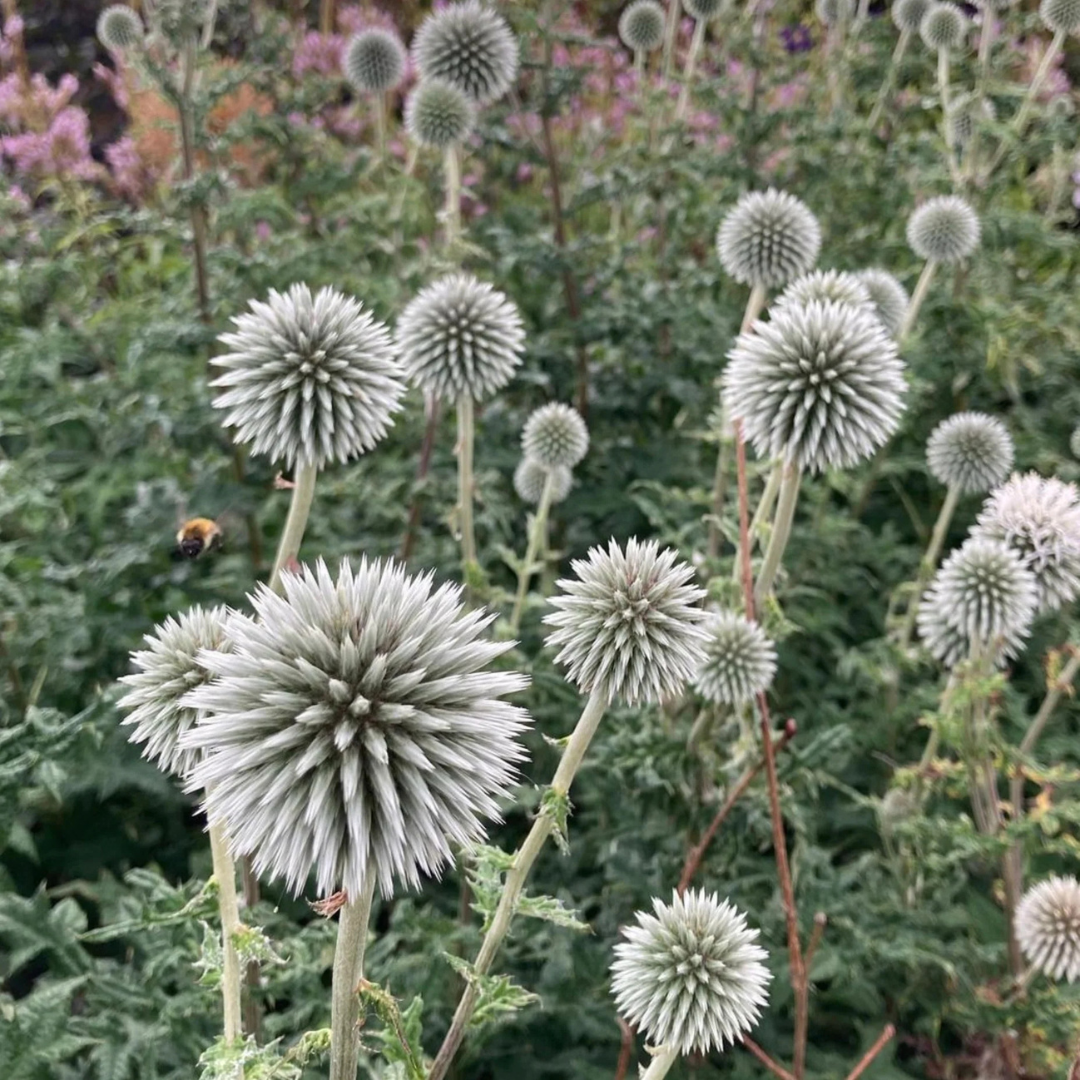 Echinops 'Star Frost'