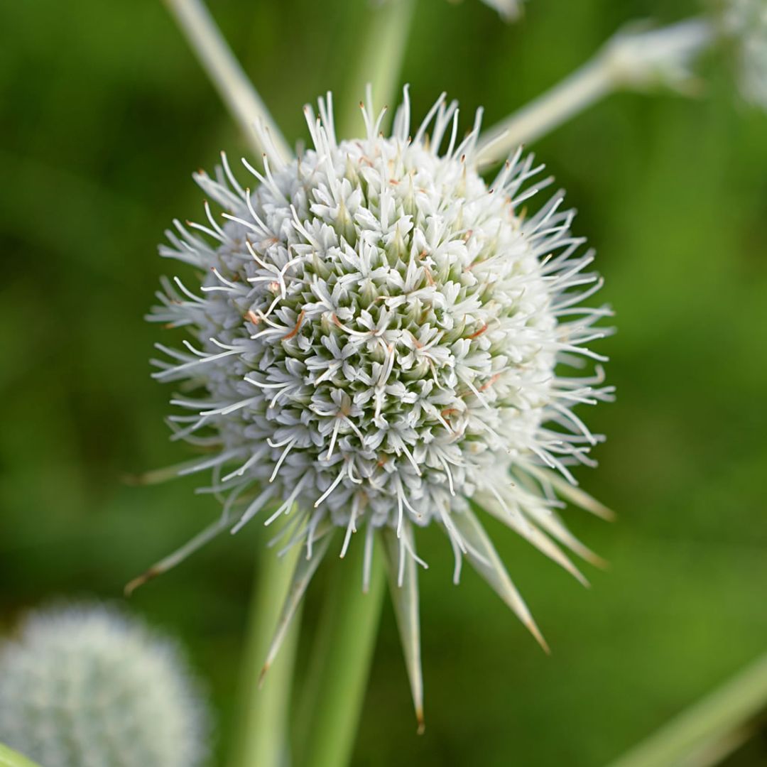 Eryngium yuccifolium