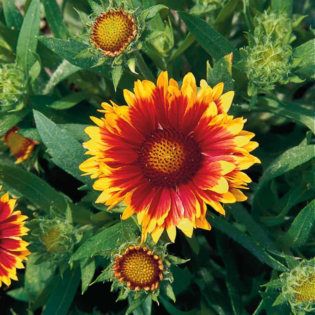 Shop Gaillardia 'Arizona Sun' Locally Grown| Trusted by