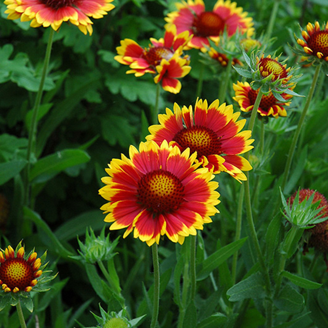 Buy Now Gaillardia 'Goblin' Ontario Grown Local Delivery