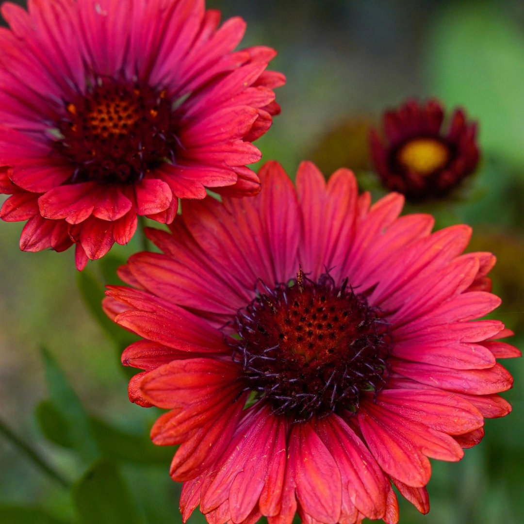 Gaillardia 'Spintop Red' Ontario Grown Blanket Flower Hand