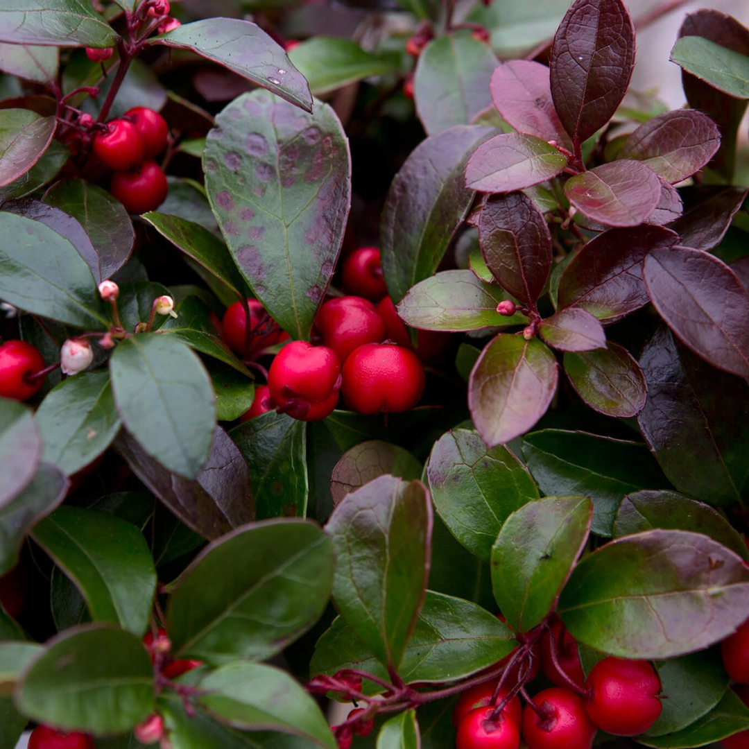 Gaultheria procumbens