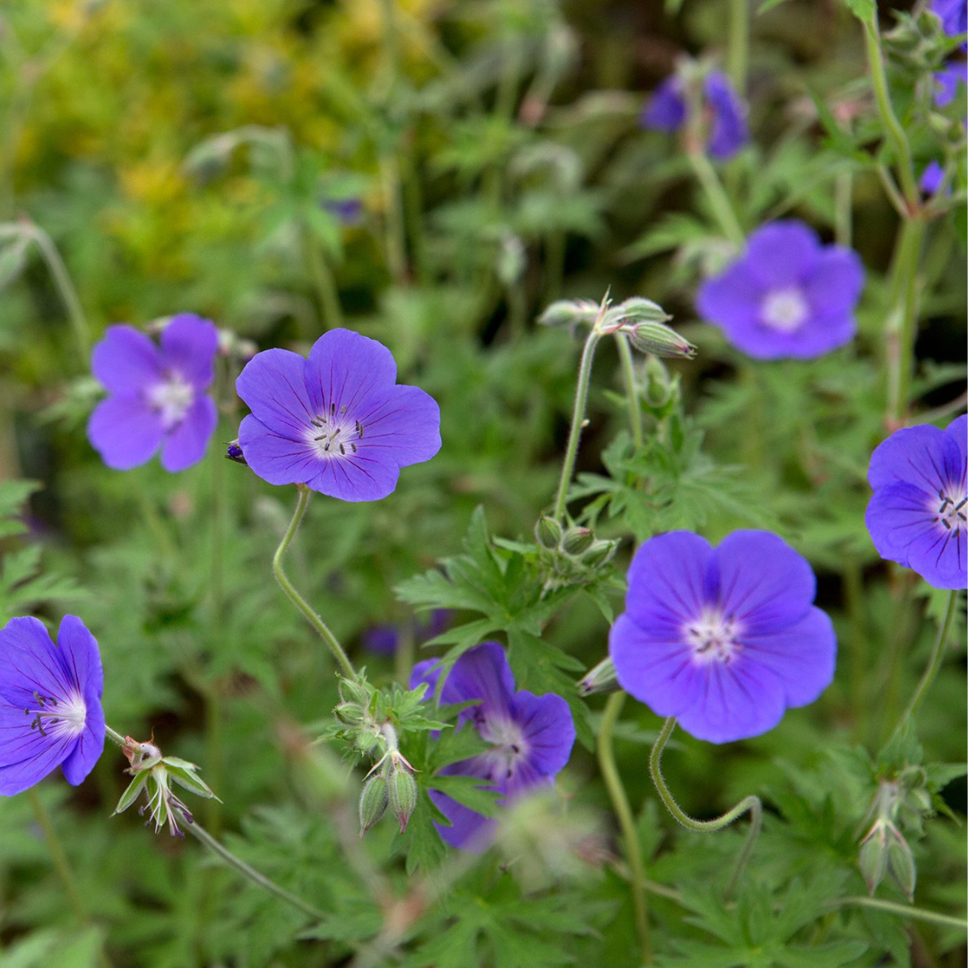 Geranium 'Brookside'