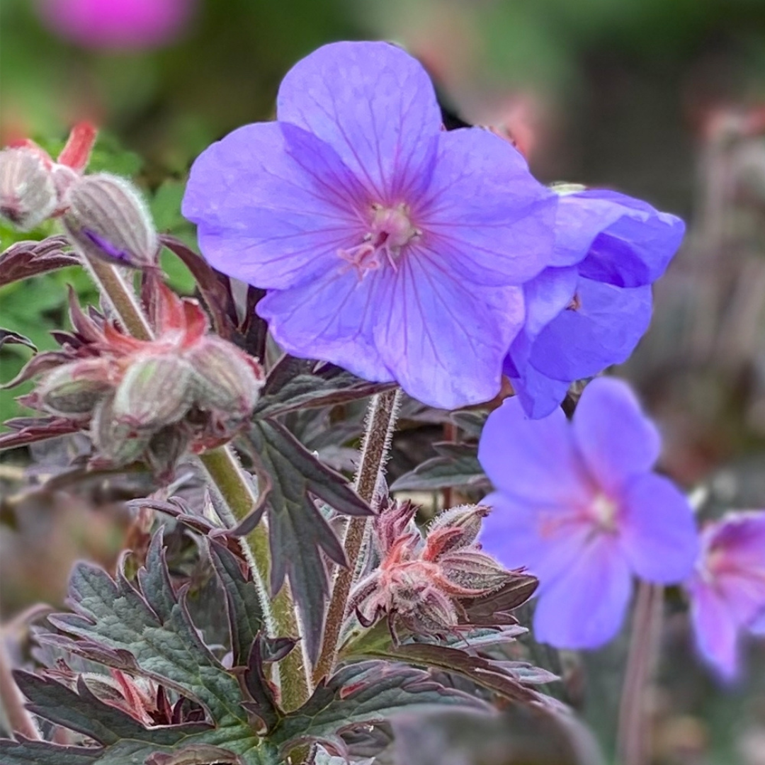 Geranium hybrid 'Boom Chocolatta'