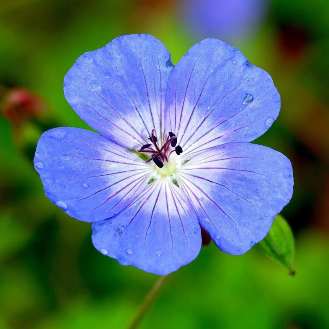 Geranium hybrid 'Johnson's Blue'