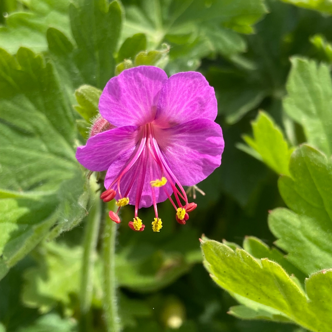 Geranium macrorrhizum