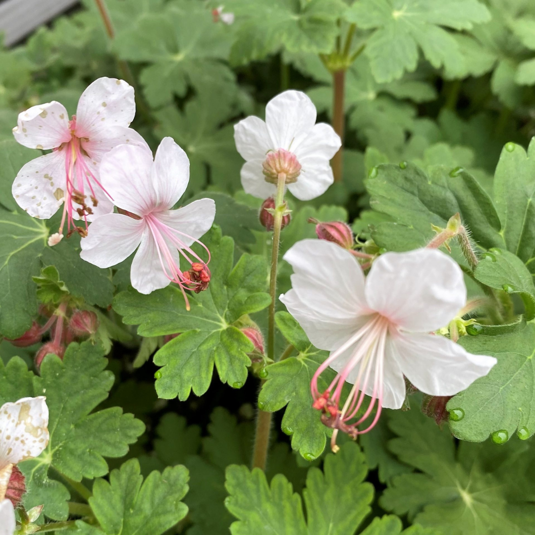 geranium spessart seeds Grown to Inspire | Geranium 'Spessart'