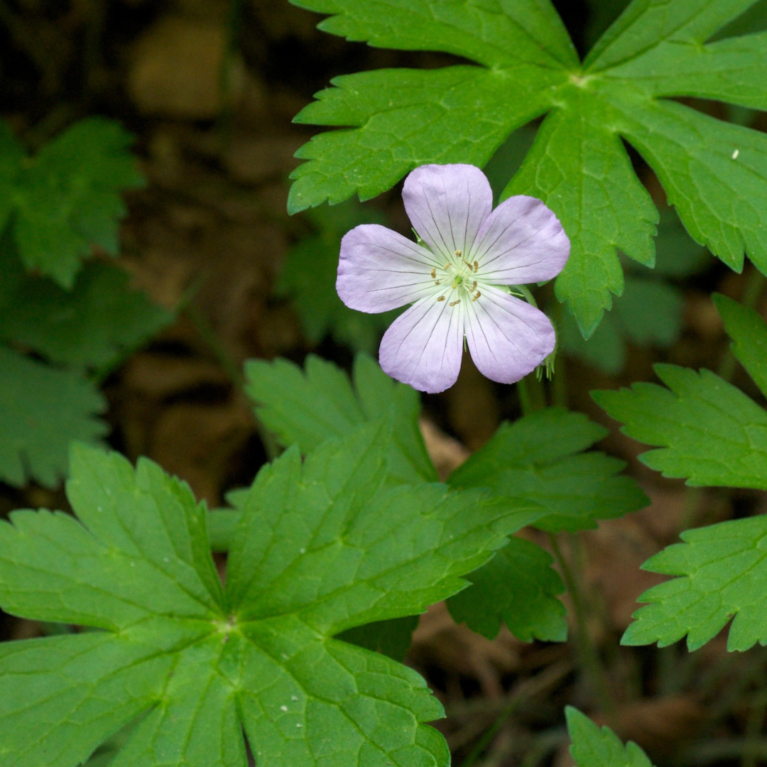 Geranium maculatum