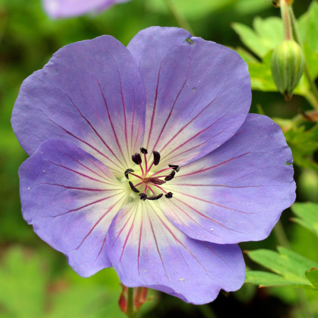 Geranium psilostemon 'Rozanne'