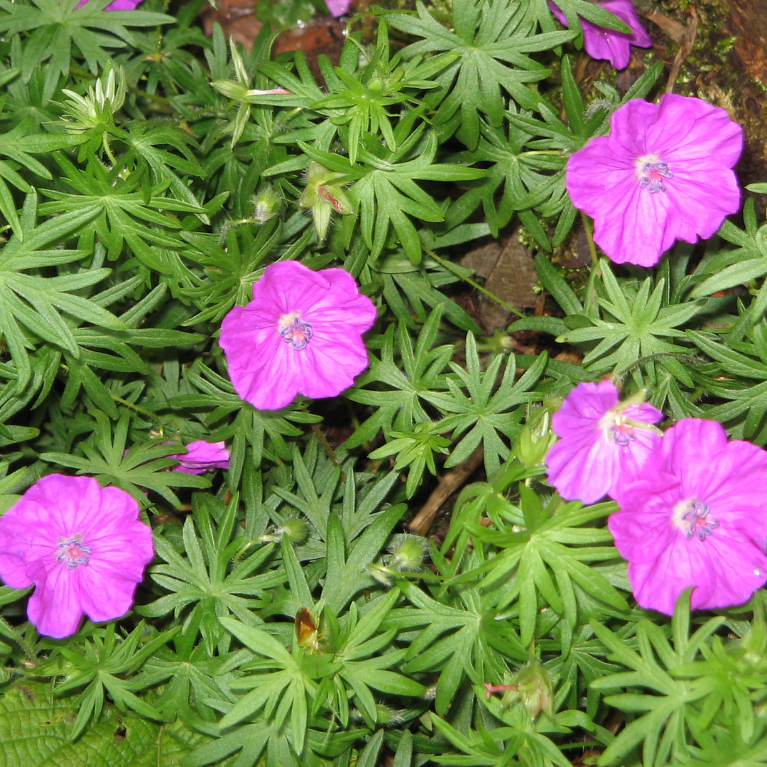 Geranium sanguineum