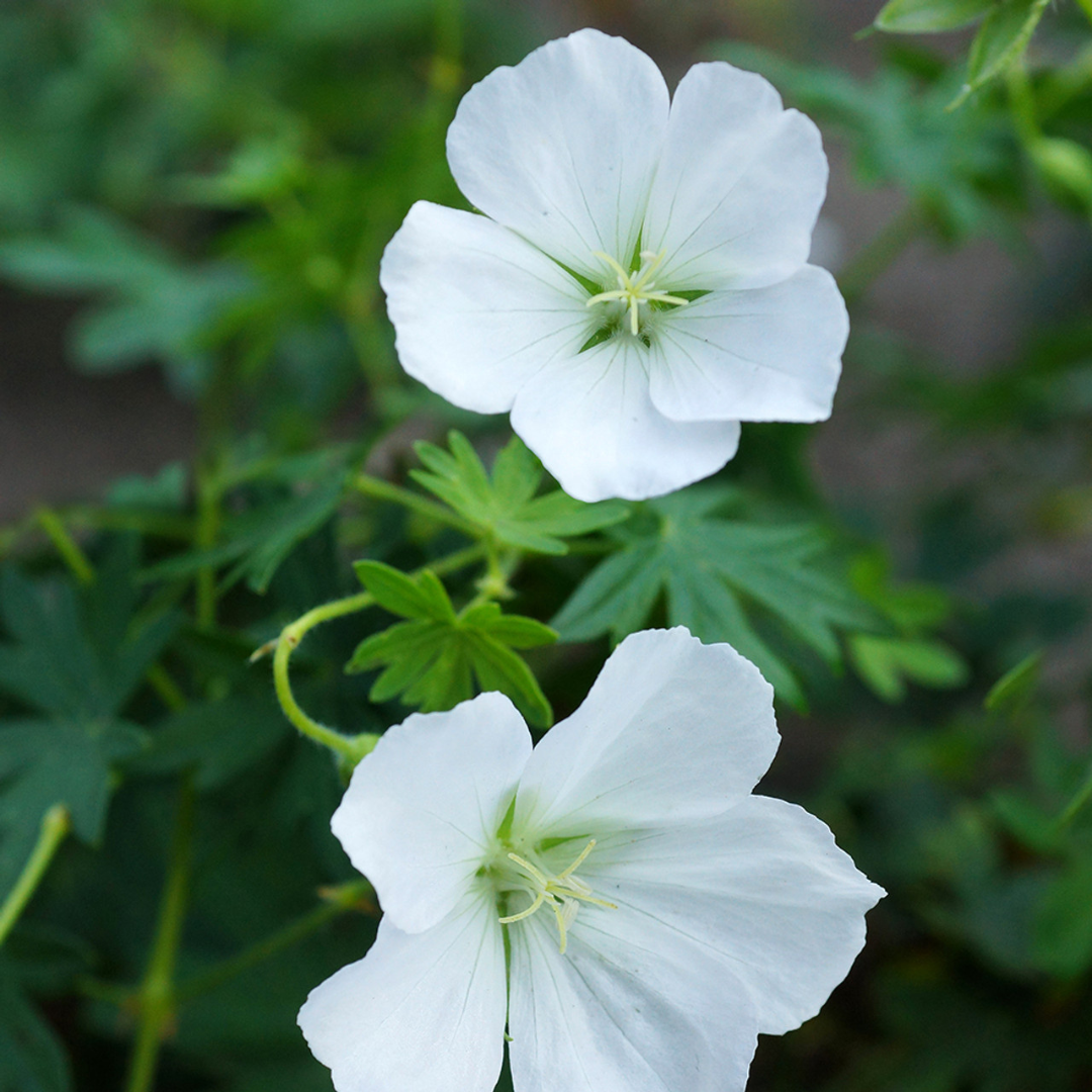 Geranium sanguineum 'Album'