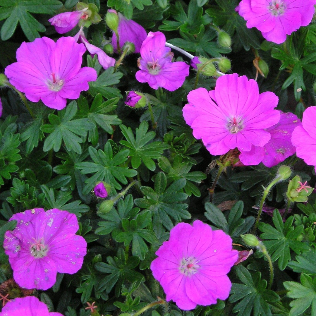 Geranium sanguineum 'Max Frei'