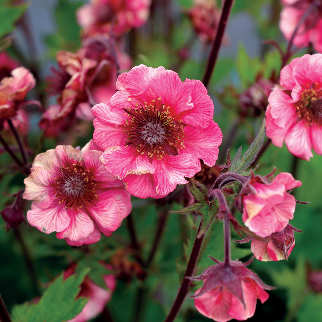 Geum hybrid 'Tempo Rose'