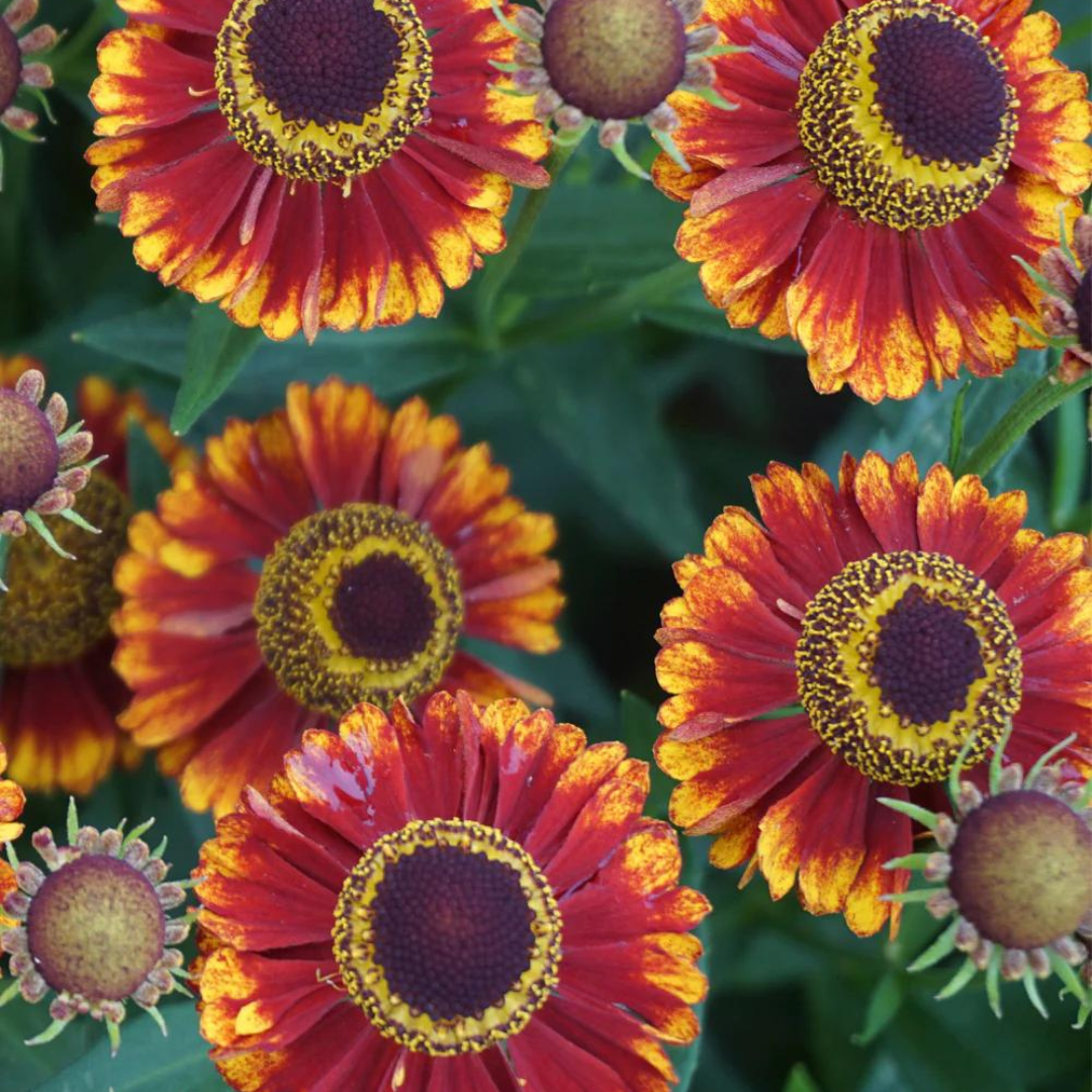 Helenium hybrid 'Mariachi Bandera'