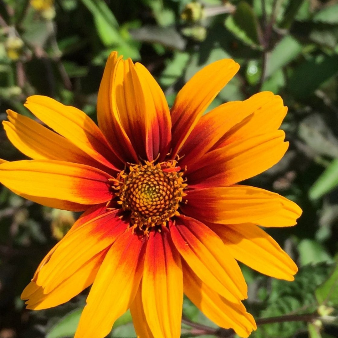 Heliopsis 'Burning Hearts'