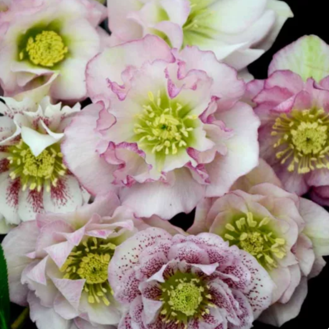 Helleborus 'Flower Girl'