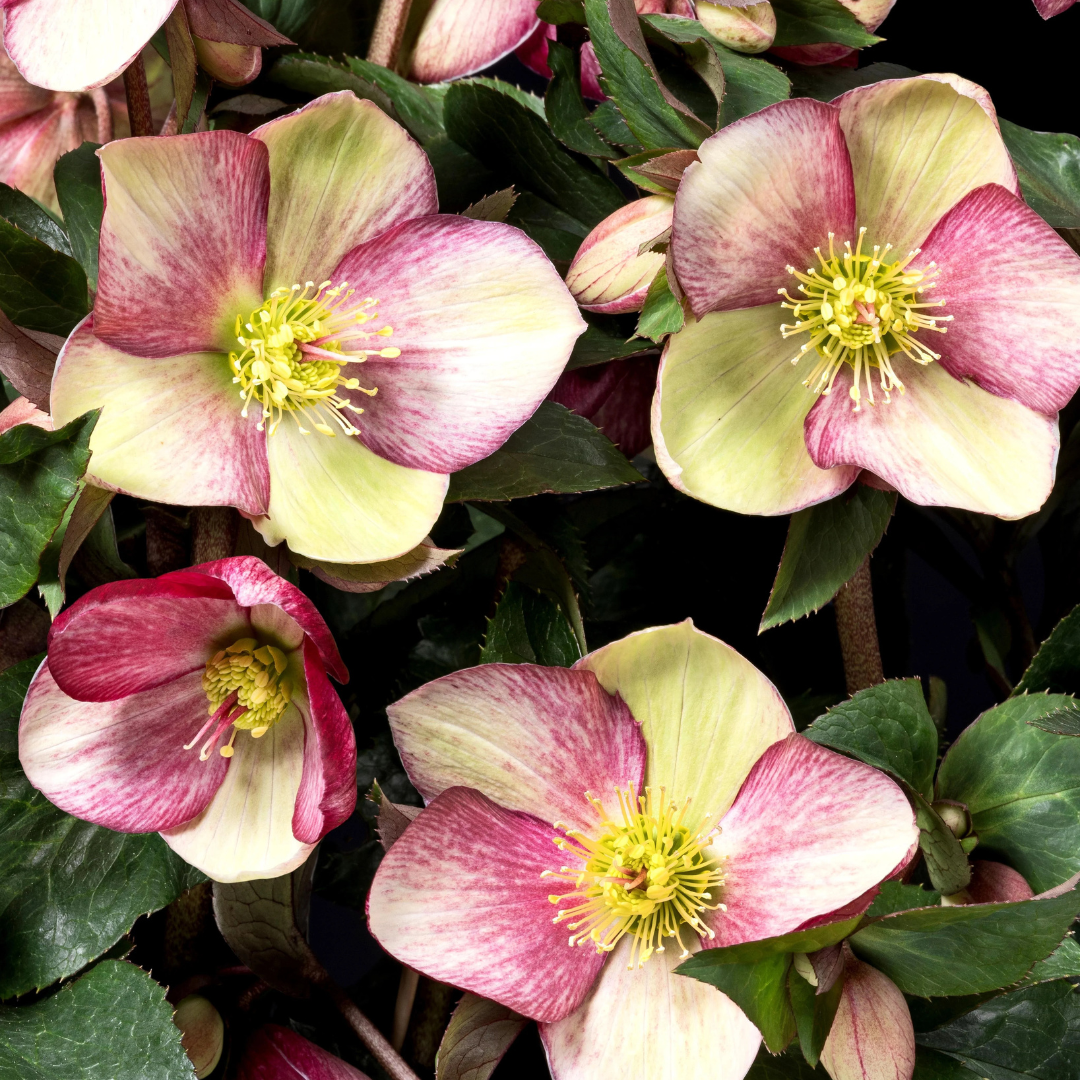 Helleborus 'Ice N' Roses Dark Picotee' – Black Sheep Perennials