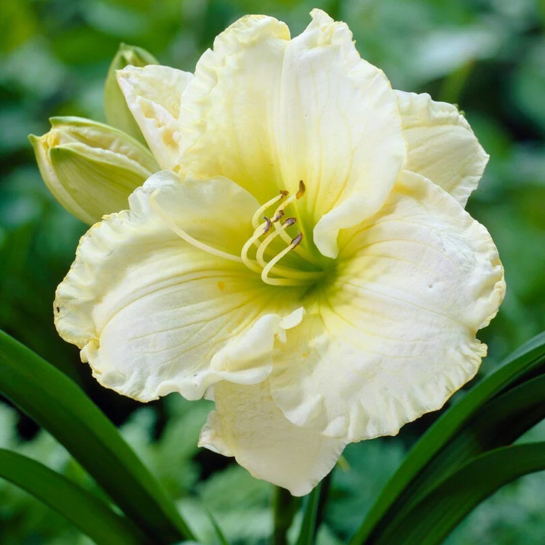 Hemerocallis 'Cool It'