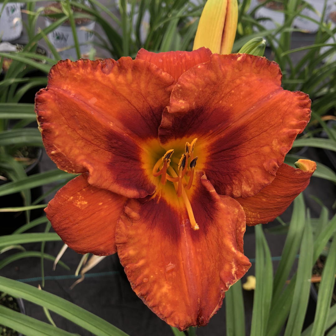 Hemerocallis 'Mighty Chesnut'