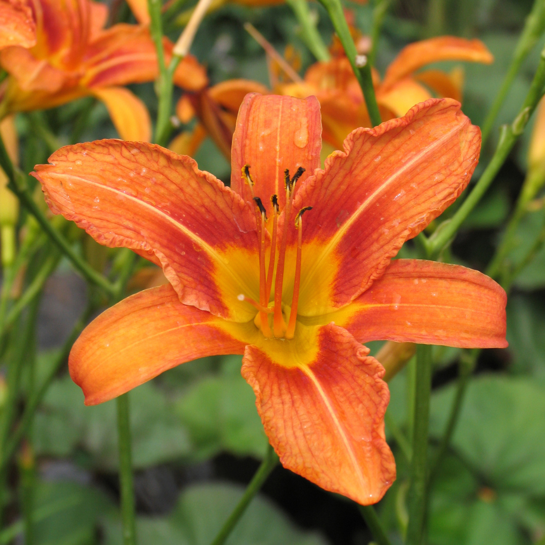 Hemerocallis fulva
