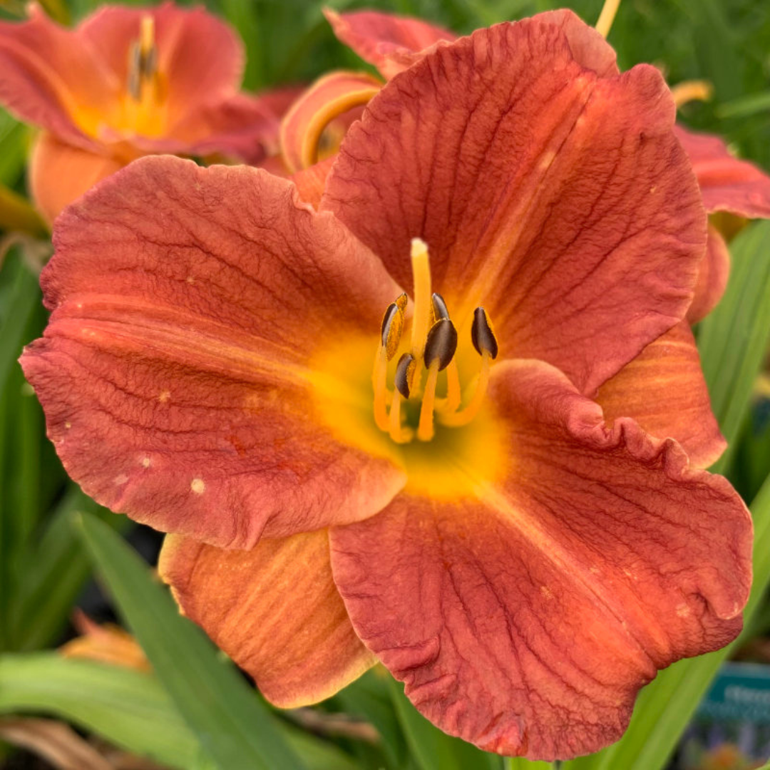 Hemerocallis hybrid 'EveryDaylily Orange'