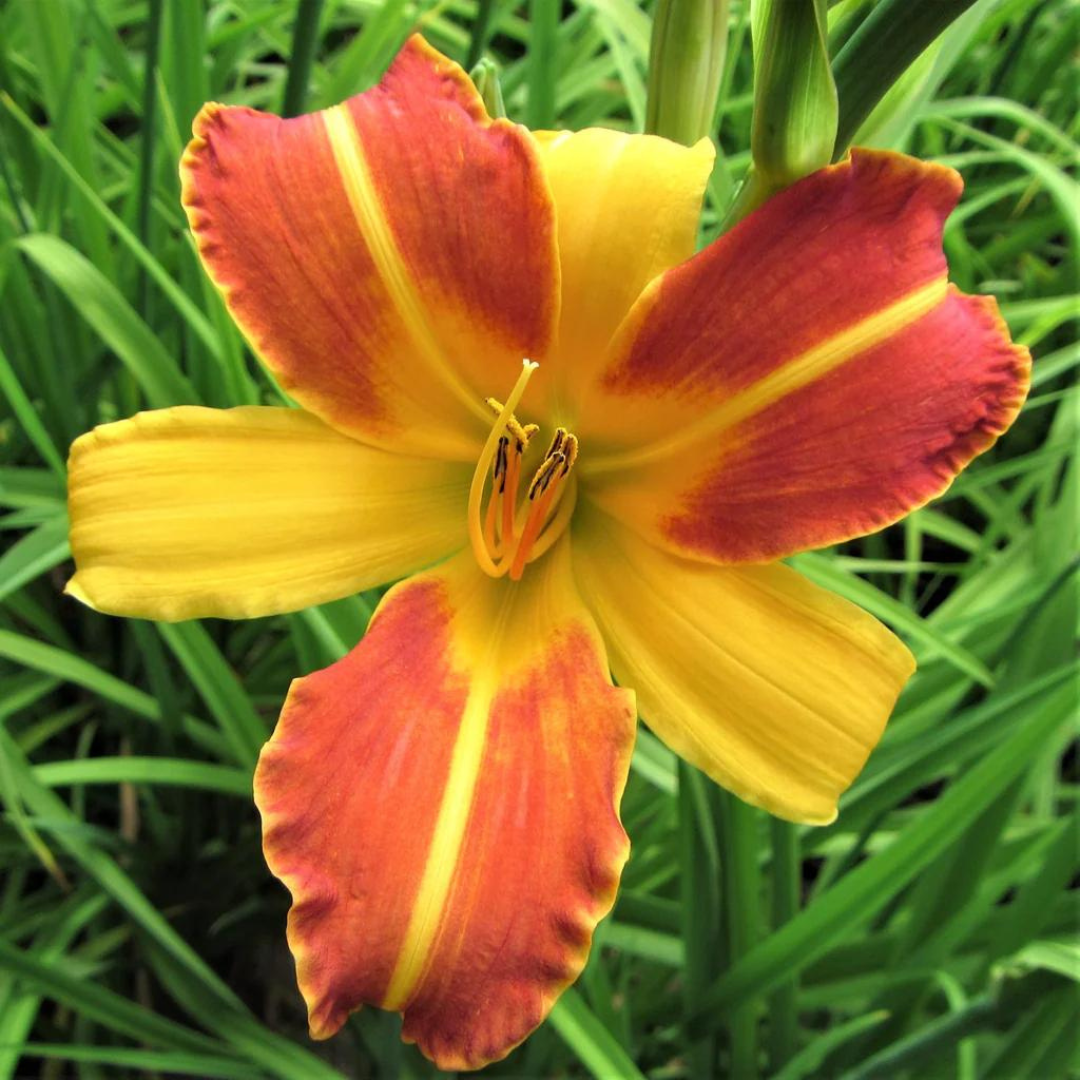 Hemerocallis hybrid 'Frans Hals'