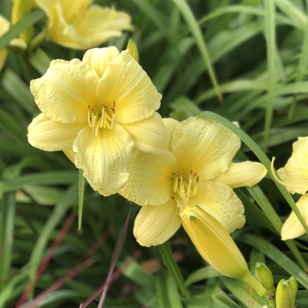 Hemerocallis hybrid 'Going Bananas'