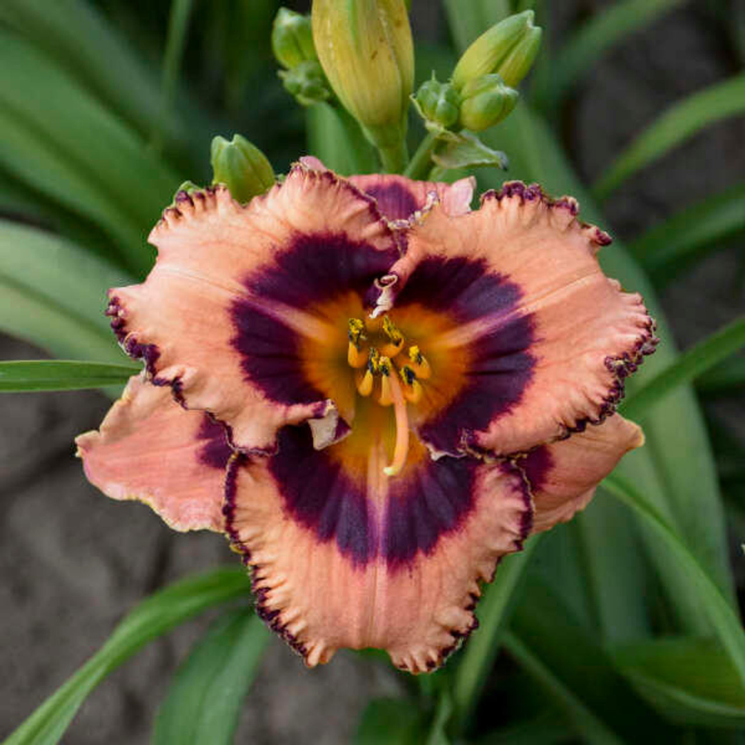 Hemerocallis hybrid 'Hungry Eyes'