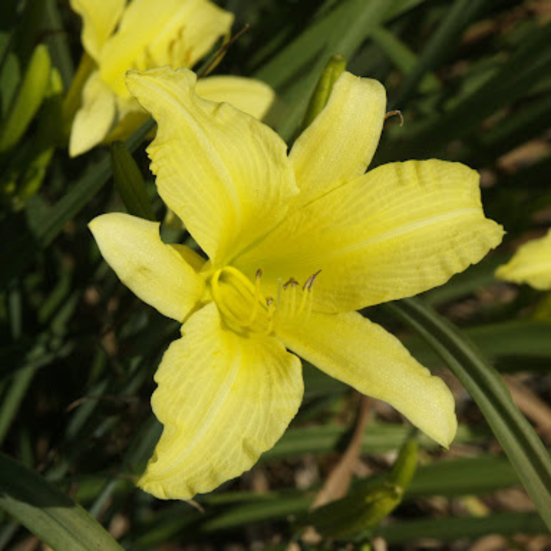 Hemerocallis hybrid 'Hyperion'
