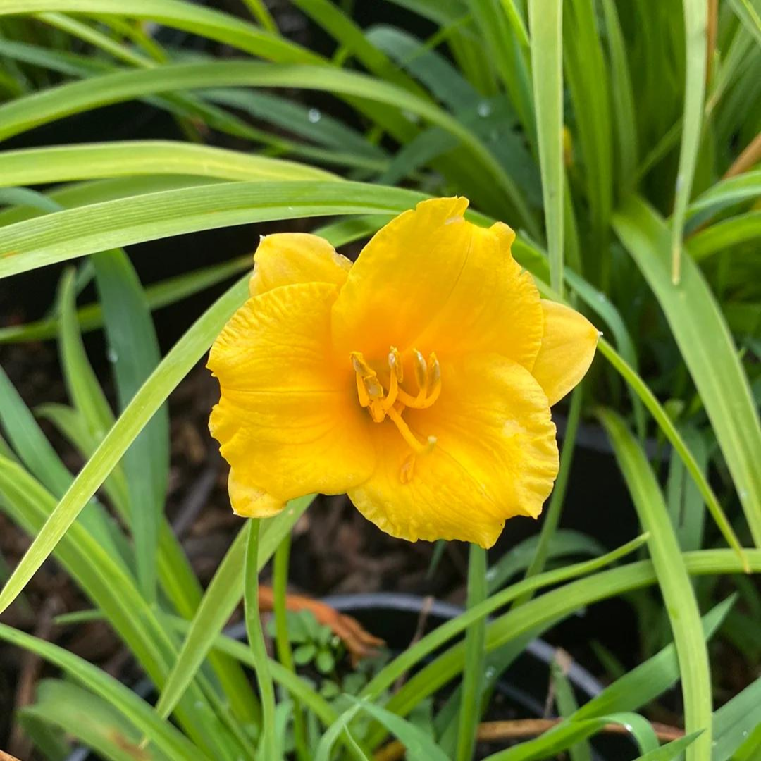 Hemerocallis hybrid 'Mini Stella'